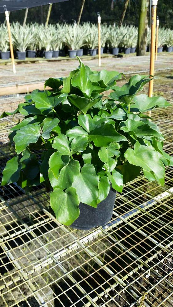 philodendron-bipinnatifidum-split-leaf-philodendron-philodendron-selloum-tree-philodendron