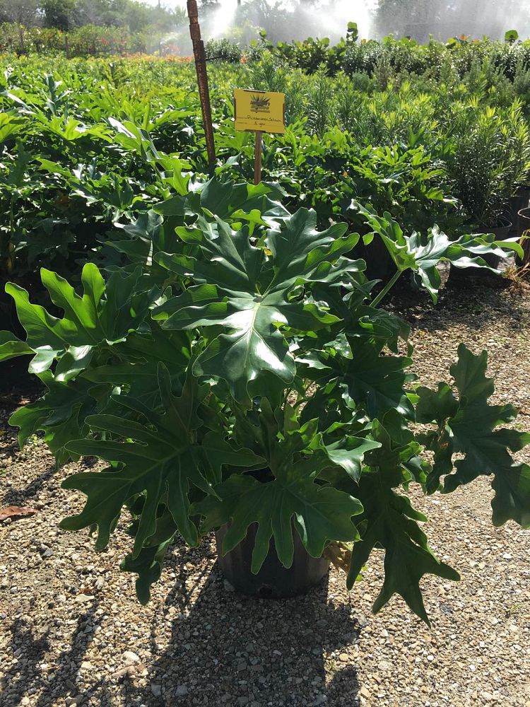 philodendron-bipinnatifidum-split-leaf-philodendron-philodendron-selloum-tree-philodendron