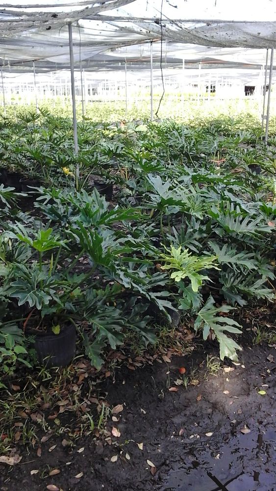 philodendron-bipinnatifidum-split-leaf-philodendron-philodendron-selloum-tree-philodendron