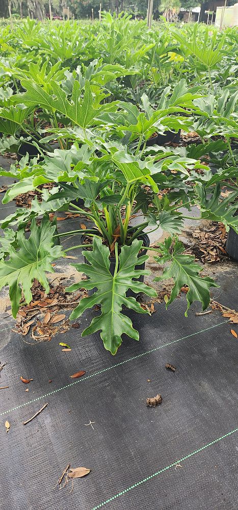 philodendron-bipinnatifidum-split-leaf-philodendron-philodendron-selloum-tree-philodendron