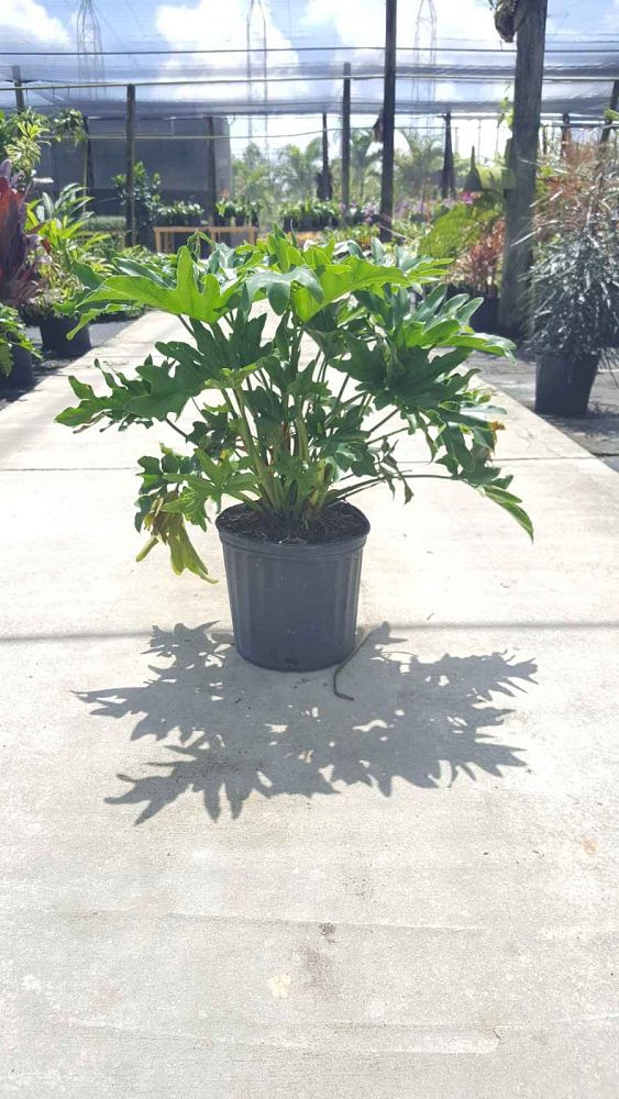 philodendron-bipinnatifidum-split-leaf-philodendron-philodendron-selloum-tree-philodendron