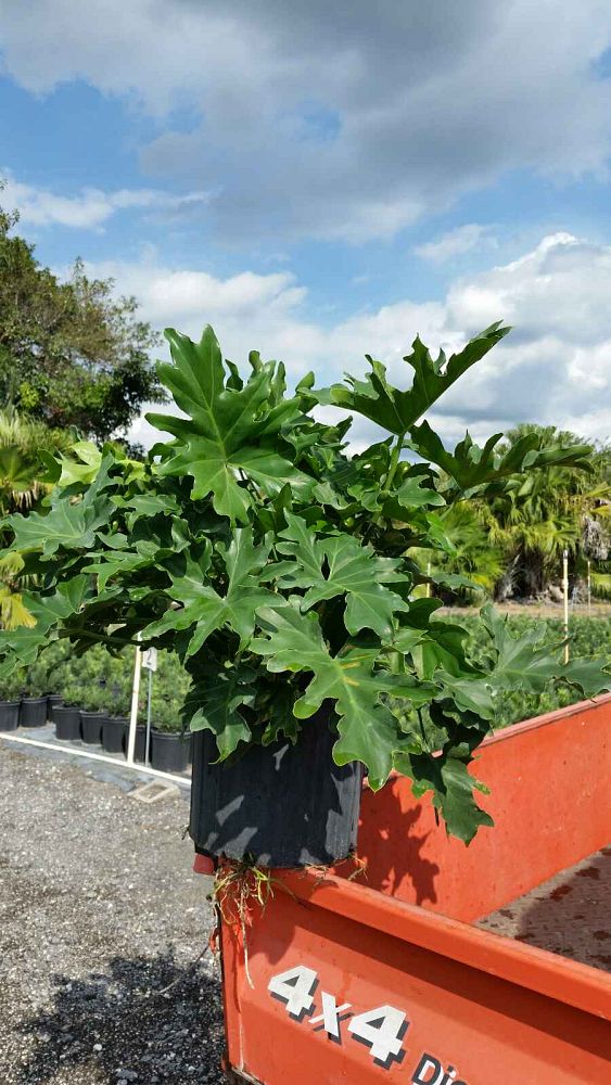 philodendron-bipinnatifidum-split-leaf-philodendron-philodendron-selloum-tree-philodendron