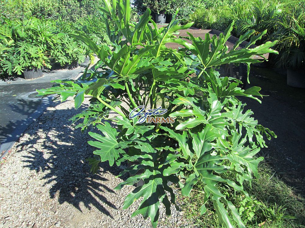 philodendron-bipinnatifidum-split-leaf-philodendron-philodendron-selloum-tree-philodendron