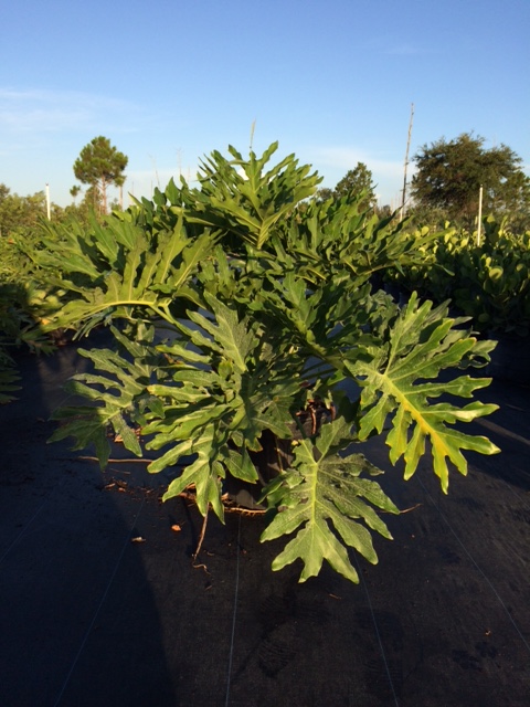 philodendron-bipinnatifidum-split-leaf-philodendron-philodendron-selloum-tree-philodendron
