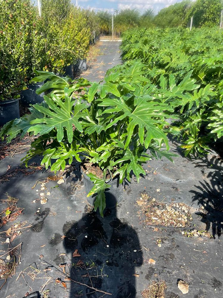 philodendron-bipinnatifidum-split-leaf-philodendron-philodendron-selloum-tree-philodendron