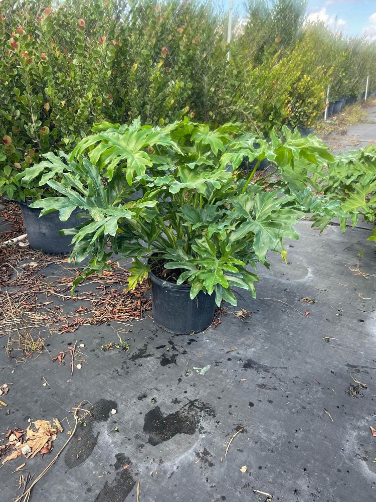 philodendron-bipinnatifidum-split-leaf-philodendron-philodendron-selloum-tree-philodendron