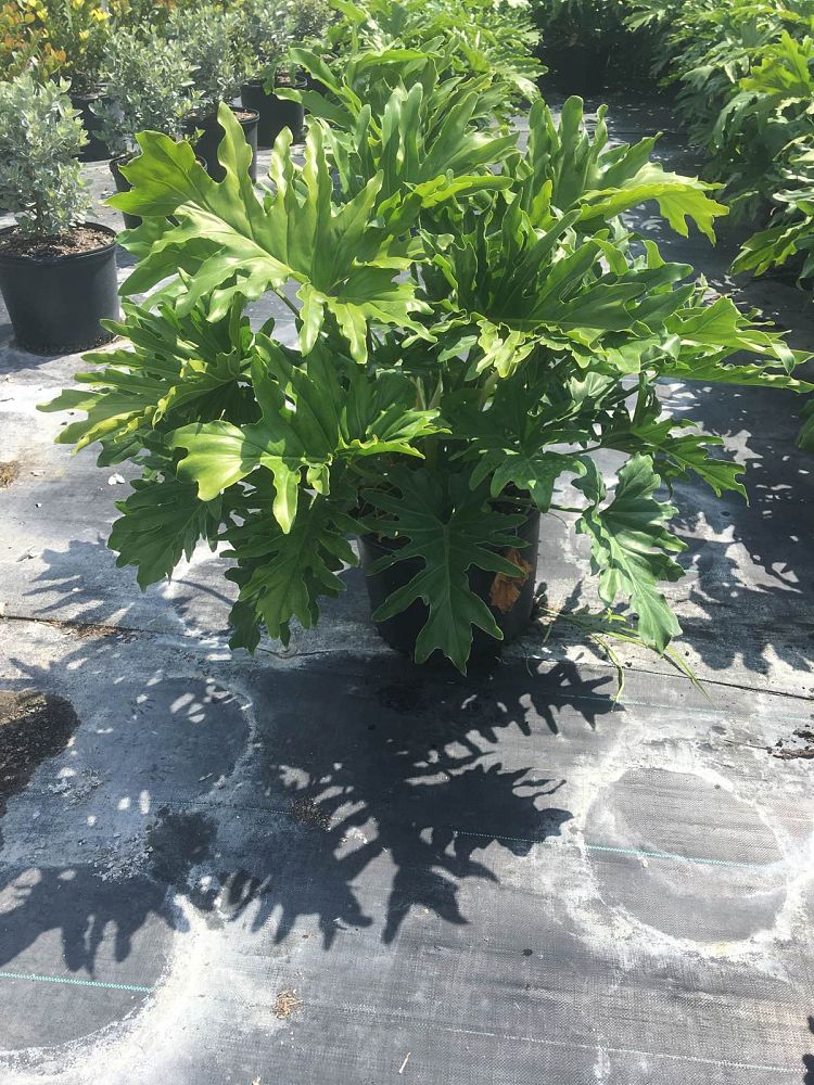 philodendron-bipinnatifidum-split-leaf-philodendron-philodendron-selloum-tree-philodendron