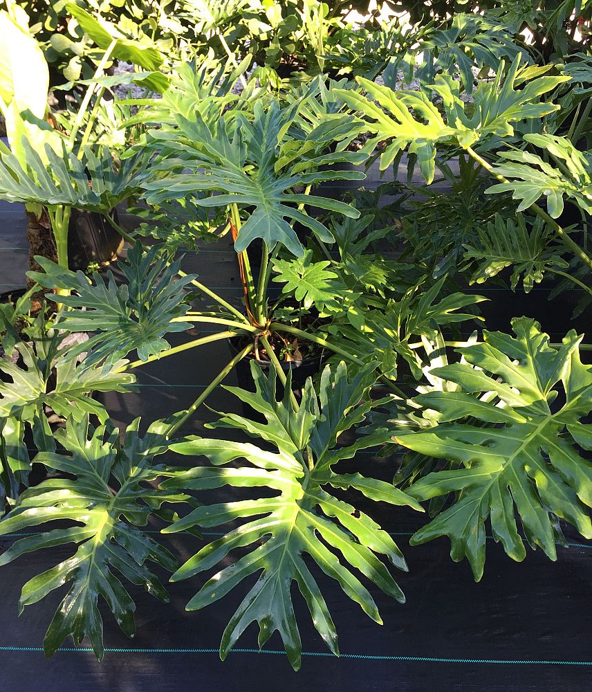 philodendron-bipinnatifidum-split-leaf-philodendron-philodendron-selloum-tree-philodendron