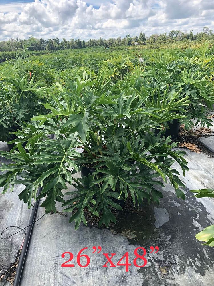 philodendron-bipinnatifidum-split-leaf-philodendron-philodendron-selloum-tree-philodendron