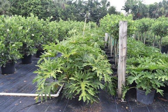 philodendron-bipinnatifidum-split-leaf-philodendron-philodendron-selloum-tree-philodendron