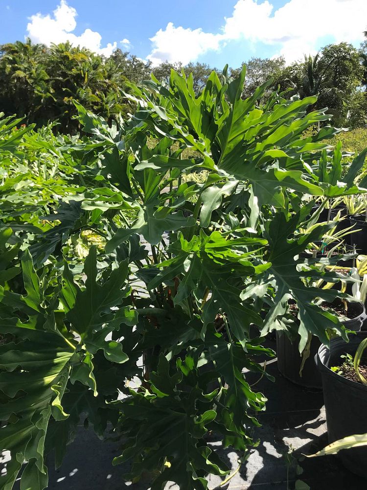 philodendron-bipinnatifidum-split-leaf-philodendron-philodendron-selloum-tree-philodendron
