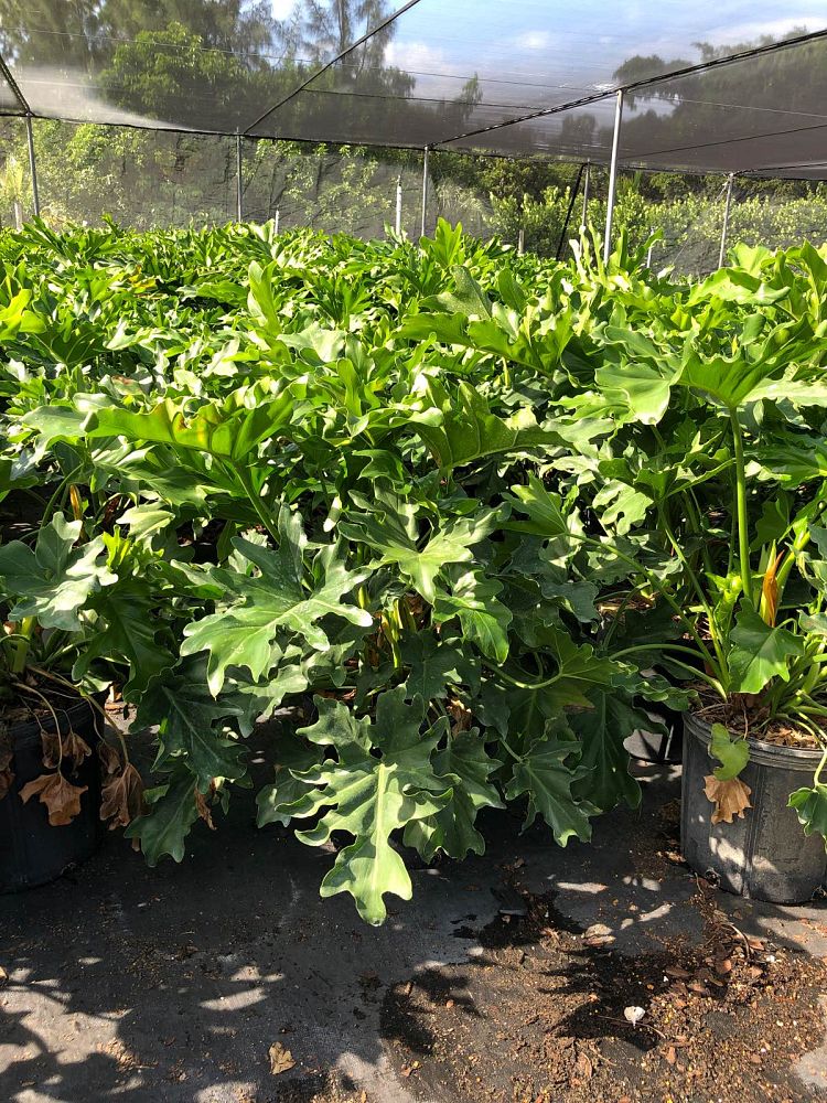 philodendron-bipinnatifidum-split-leaf-philodendron-philodendron-selloum-tree-philodendron