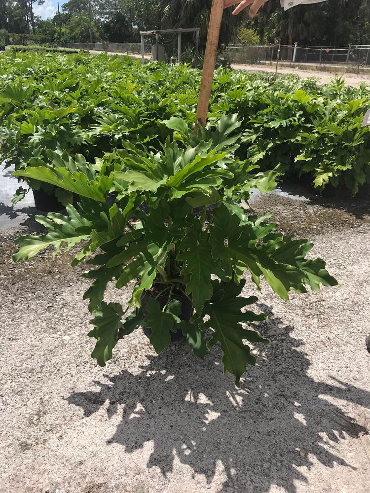 philodendron-bipinnatifidum-split-leaf-philodendron-philodendron-selloum-tree-philodendron