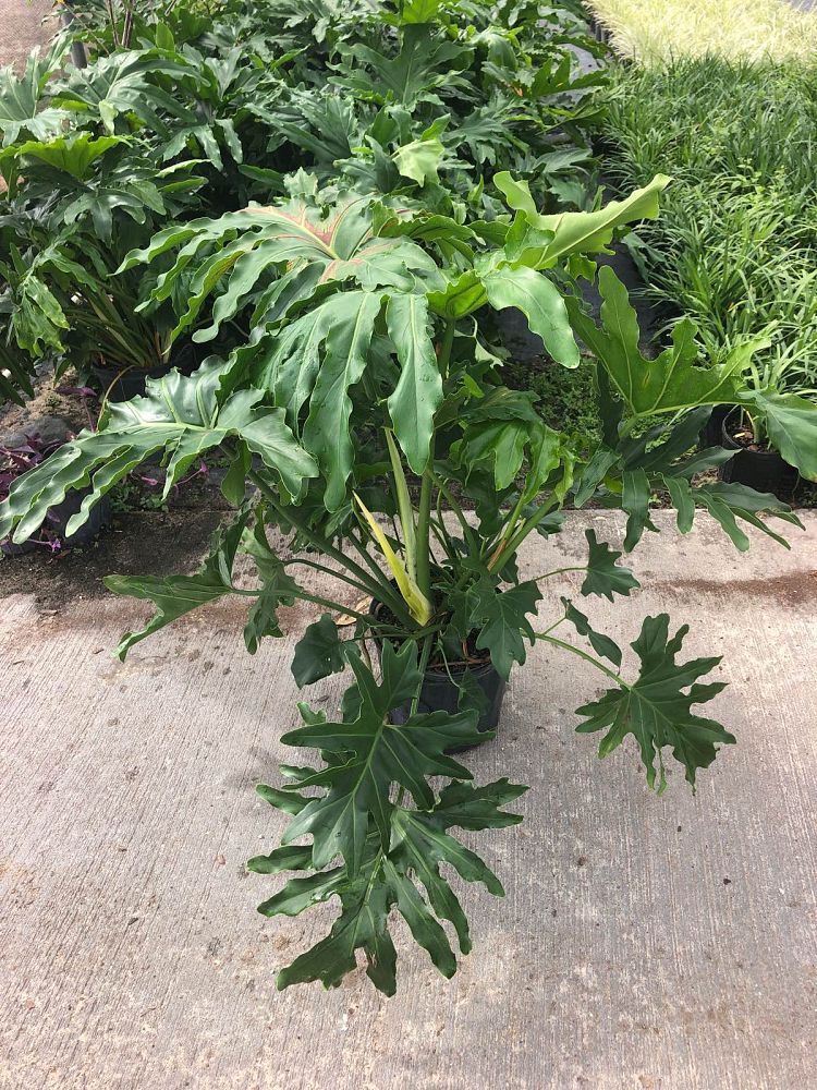 philodendron-bipinnatifidum-split-leaf-philodendron-philodendron-selloum-tree-philodendron
