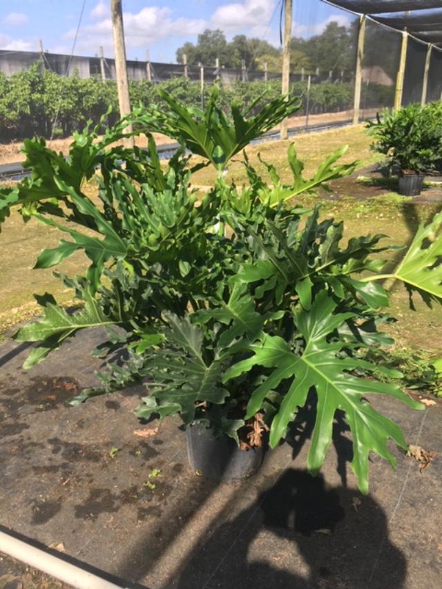 philodendron-bipinnatifidum-split-leaf-philodendron-philodendron-selloum-tree-philodendron