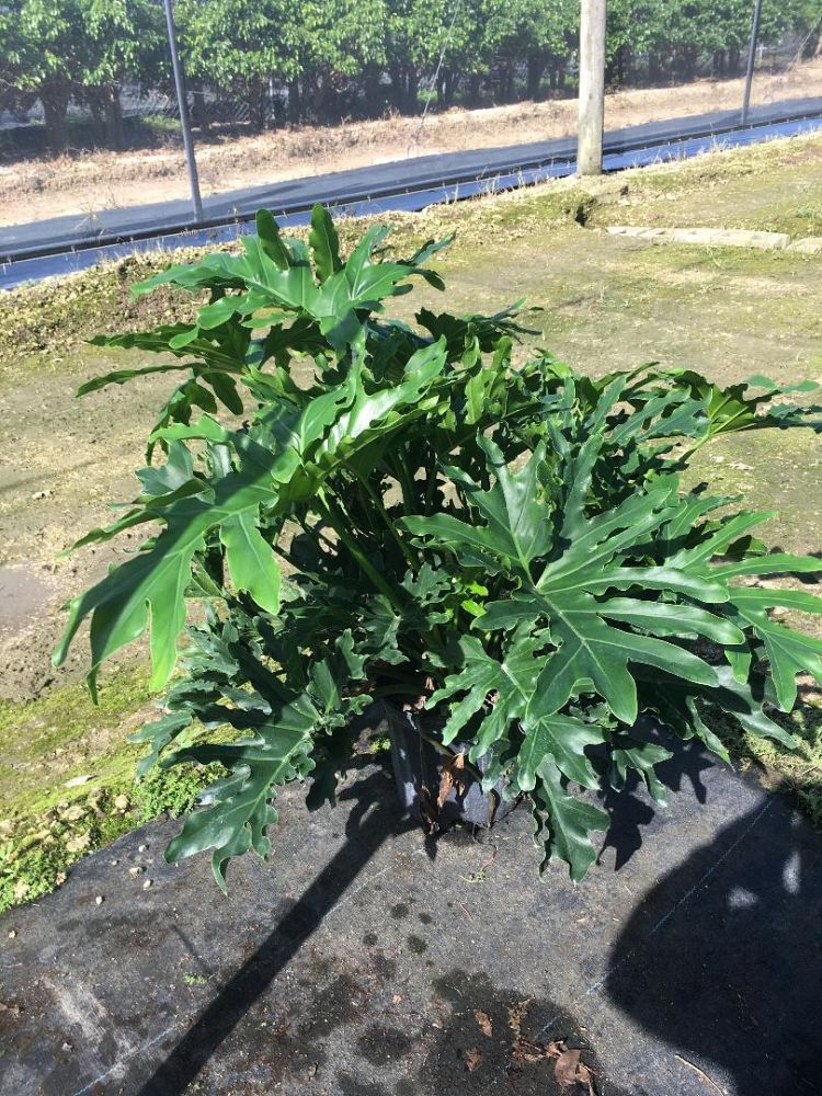 philodendron-bipinnatifidum-split-leaf-philodendron-philodendron-selloum-tree-philodendron