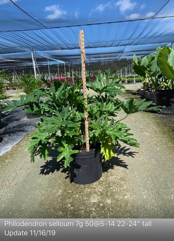 philodendron-bipinnatifidum-split-leaf-philodendron-philodendron-selloum-tree-philodendron