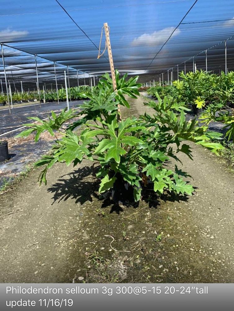 philodendron-bipinnatifidum-split-leaf-philodendron-philodendron-selloum-tree-philodendron