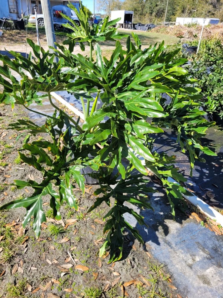 philodendron-bipinnatifidum-split-leaf-philodendron-philodendron-selloum-tree-philodendron
