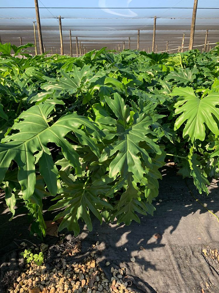 philodendron-bipinnatifidum-split-leaf-philodendron-philodendron-selloum-tree-philodendron