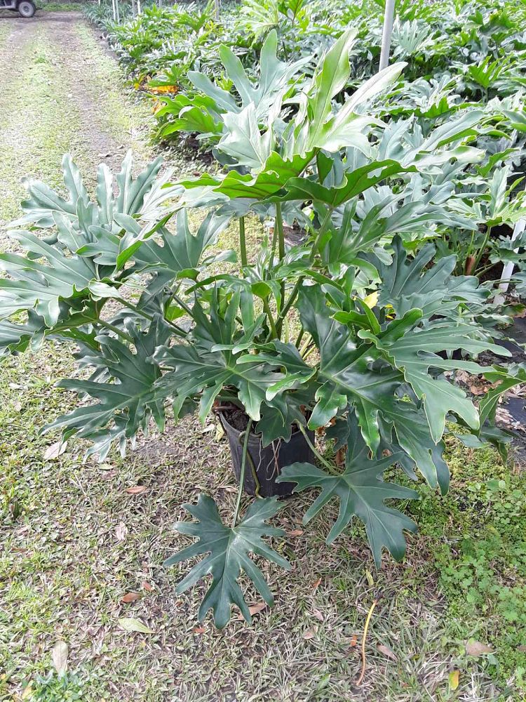philodendron-bipinnatifidum-split-leaf-philodendron-philodendron-selloum-tree-philodendron