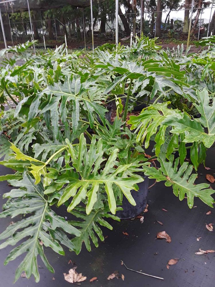philodendron-bipinnatifidum-split-leaf-philodendron-philodendron-selloum-tree-philodendron