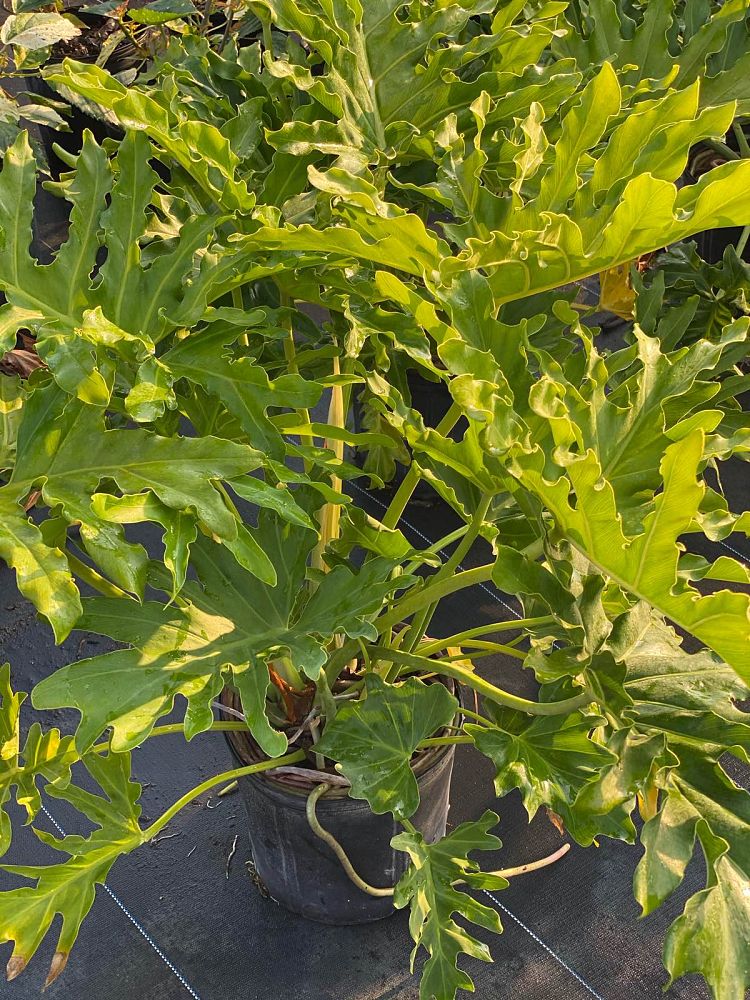 philodendron-bipinnatifidum-split-leaf-philodendron-philodendron-selloum-tree-philodendron