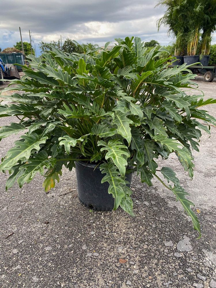 philodendron-bipinnatifidum-split-leaf-philodendron-philodendron-selloum-tree-philodendron