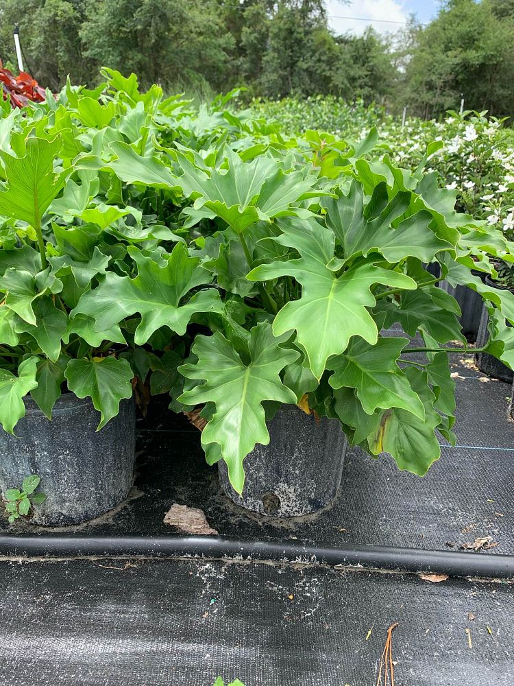 philodendron-bipinnatifidum-split-leaf-philodendron-philodendron-selloum-tree-philodendron
