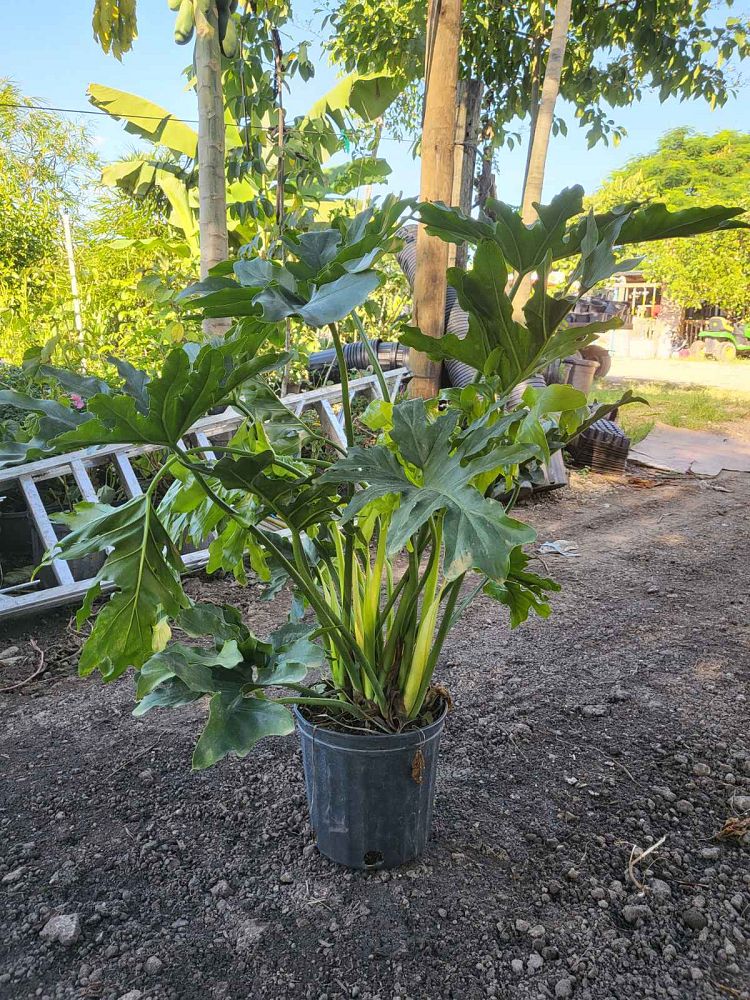 philodendron-bipinnatifidum-split-leaf-philodendron-philodendron-selloum-tree-philodendron