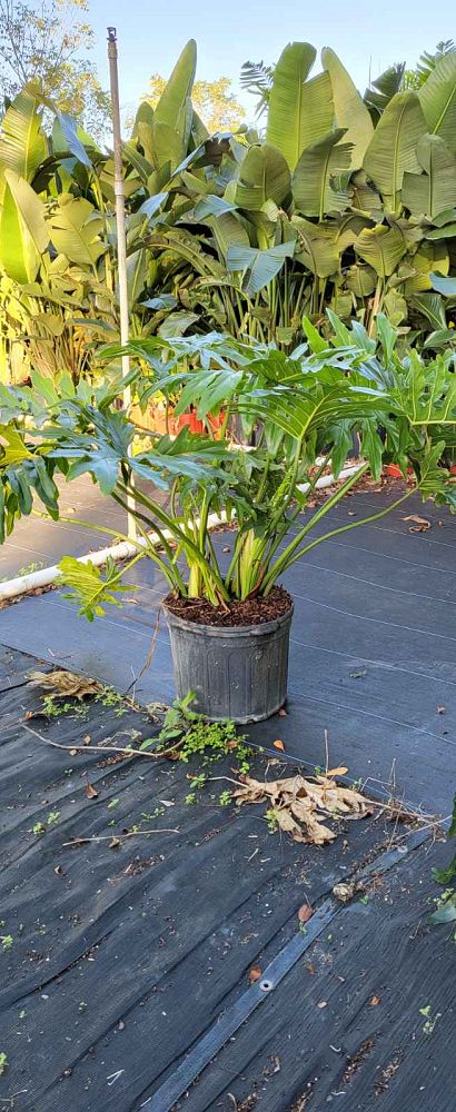 philodendron-bipinnatifidum-split-leaf-philodendron-philodendron-selloum-tree-philodendron