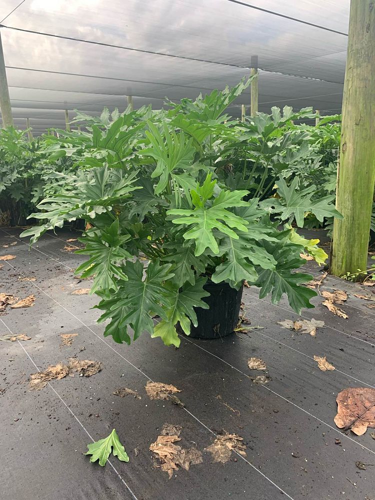 philodendron-bipinnatifidum-split-leaf-philodendron-philodendron-selloum-tree-philodendron