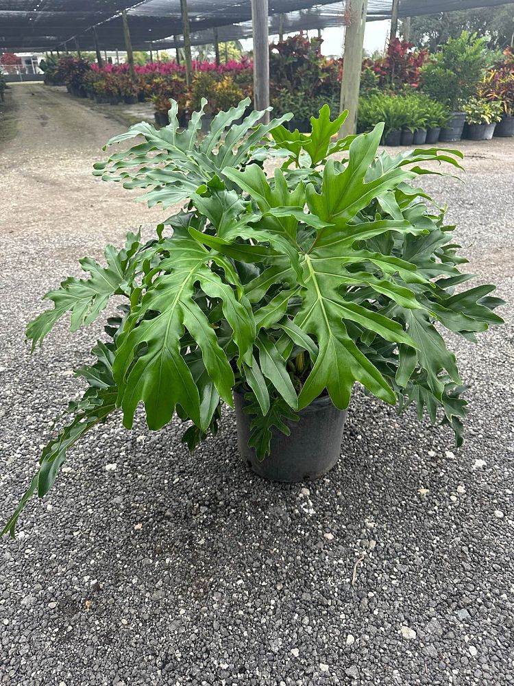philodendron-bipinnatifidum-split-leaf-philodendron-philodendron-selloum-tree-philodendron