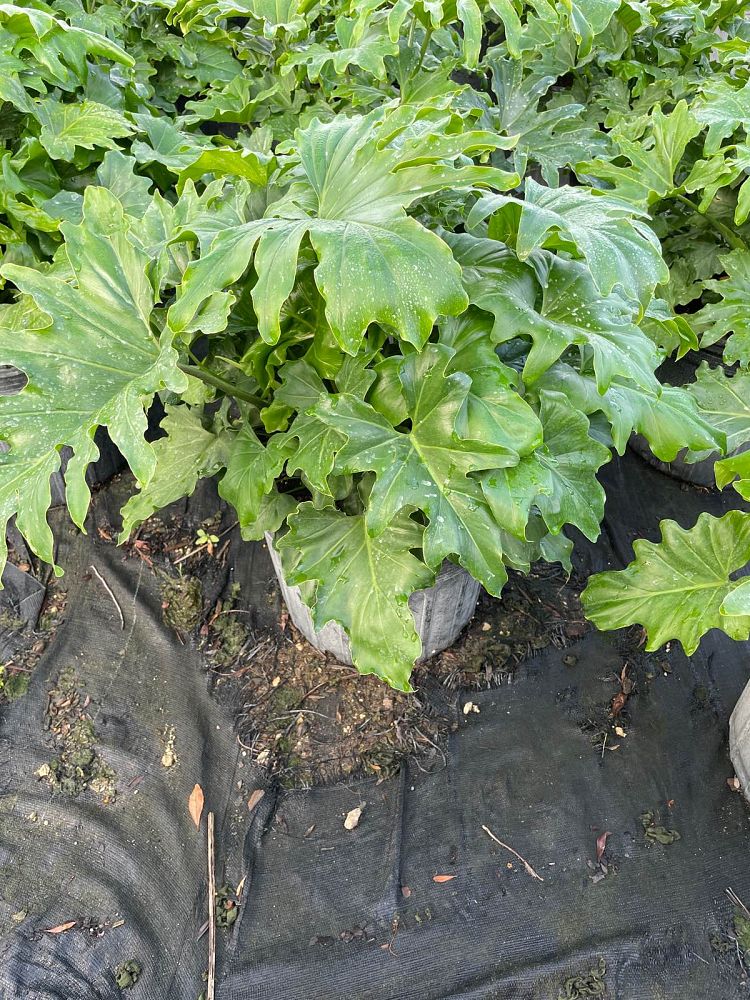 philodendron-bipinnatifidum-split-leaf-philodendron-philodendron-selloum-tree-philodendron