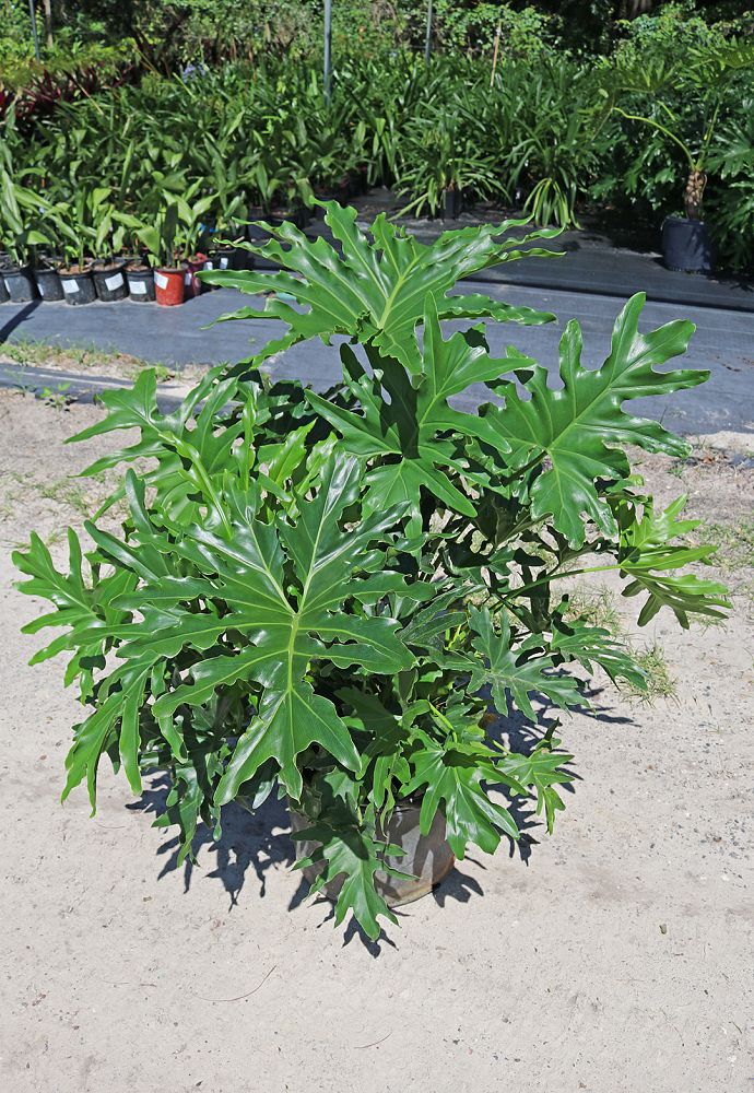 philodendron-bipinnatifidum-split-leaf-philodendron-philodendron-selloum-tree-philodendron
