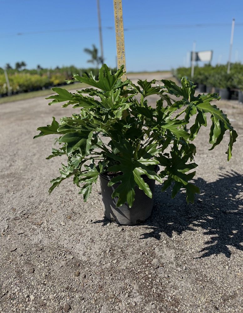 philodendron-bipinnatifidum-split-leaf-philodendron-philodendron-selloum-tree-philodendron