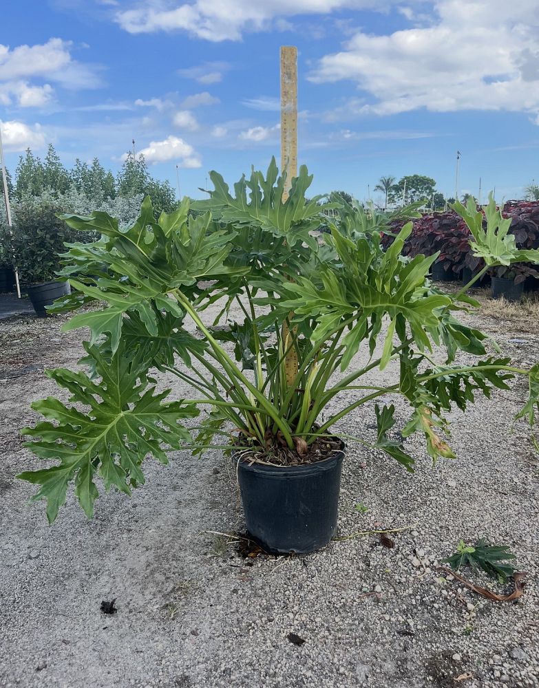 philodendron-bipinnatifidum-split-leaf-philodendron-philodendron-selloum-tree-philodendron