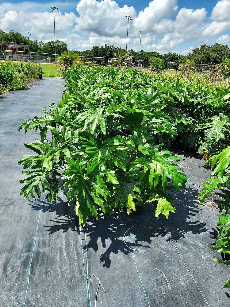 philodendron-bipinnatifidum-split-leaf-philodendron-philodendron-selloum-tree-philodendron