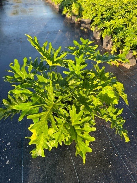 philodendron-bipinnatifidum-split-leaf-philodendron-philodendron-selloum-tree-philodendron