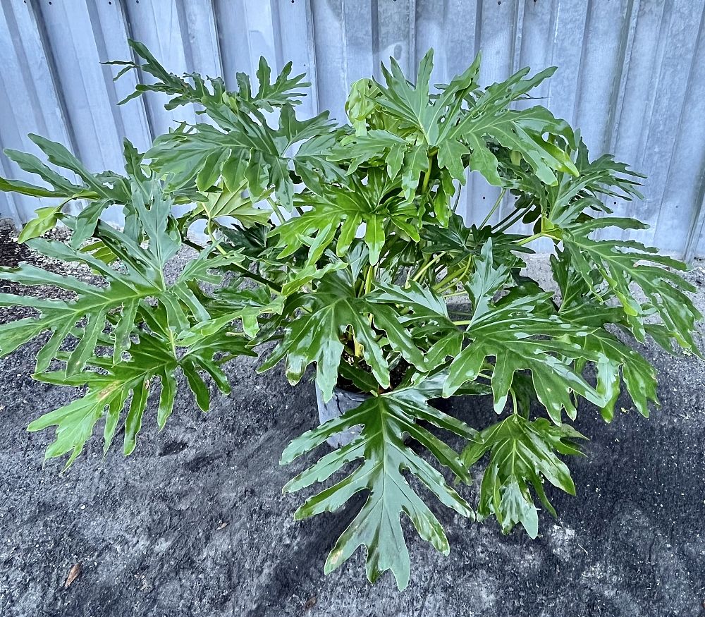 philodendron-bipinnatifidum-split-leaf-philodendron-philodendron-selloum-tree-philodendron