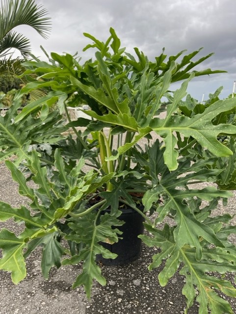 philodendron-bipinnatifidum-split-leaf-philodendron-philodendron-selloum-tree-philodendron