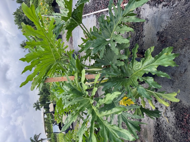 philodendron-bipinnatifidum-split-leaf-philodendron-philodendron-selloum-tree-philodendron