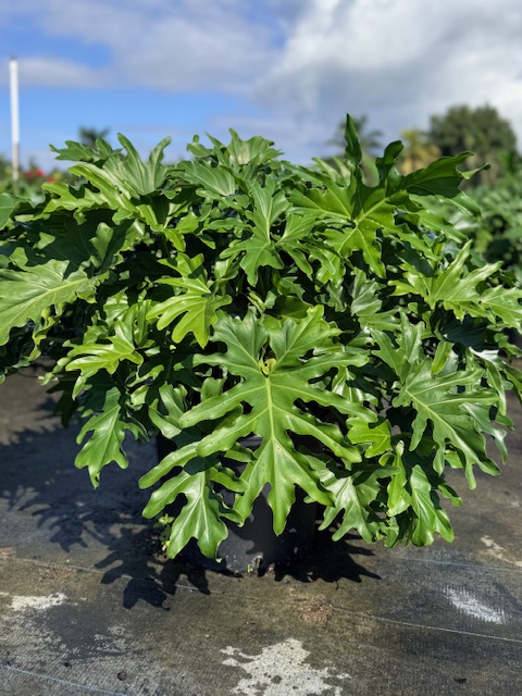 philodendron-bipinnatifidum-split-leaf-philodendron-philodendron-selloum-tree-philodendron
