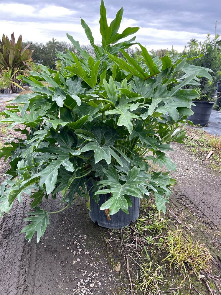 philodendron-bipinnatifidum-split-leaf-philodendron-philodendron-selloum-tree-philodendron