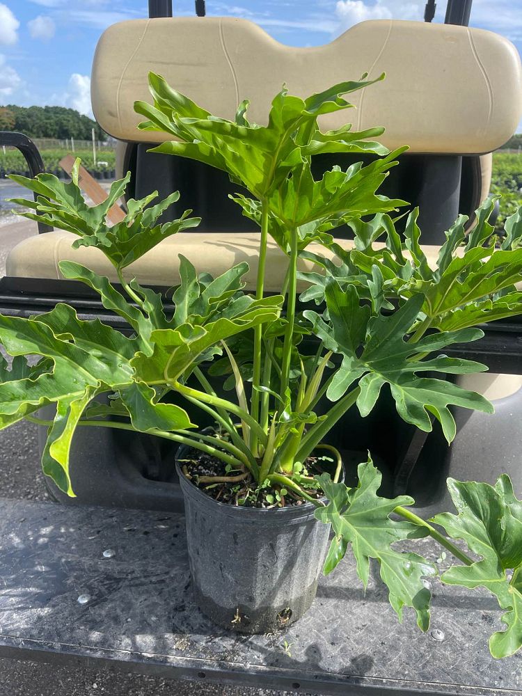 philodendron-bipinnatifidum-split-leaf-philodendron-philodendron-selloum-tree-philodendron