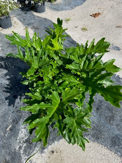 philodendron-bipinnatifidum-split-leaf-philodendron-philodendron-selloum-tree-philodendron