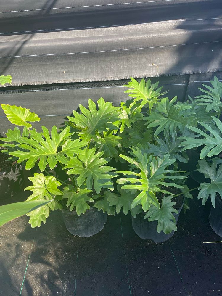 philodendron-bipinnatifidum-split-leaf-philodendron-philodendron-selloum-tree-philodendron