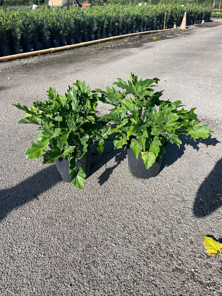 philodendron-bipinnatifidum-split-leaf-philodendron-philodendron-selloum-tree-philodendron