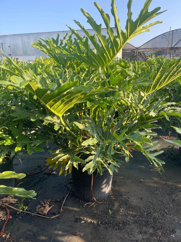 philodendron-bipinnatifidum-split-leaf-philodendron-philodendron-selloum-tree-philodendron