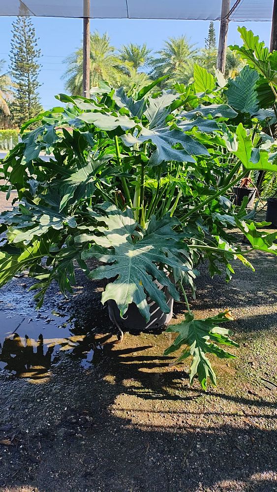 philodendron-bipinnatifidum-split-leaf-philodendron-philodendron-selloum-tree-philodendron